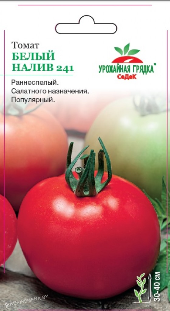 Томаты белый налив отзывы фото урожайность. Томат белый налив 241. Томат белый налив 241 СЕДЕК. Томат белый налив 241 томат. Семена томат белый налив.