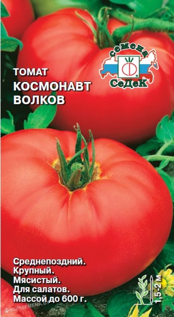 Томат сорта космонавт волков отзывы. Семена томат космонавт Волков. Сорт томатов космонавт Волков. СЕДЕК томат Поль Робсон 0,1 г. Томат космонавт Волков фото.